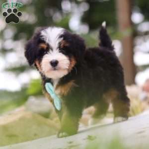Goodbye Earl, Mini Bernedoodle Puppy